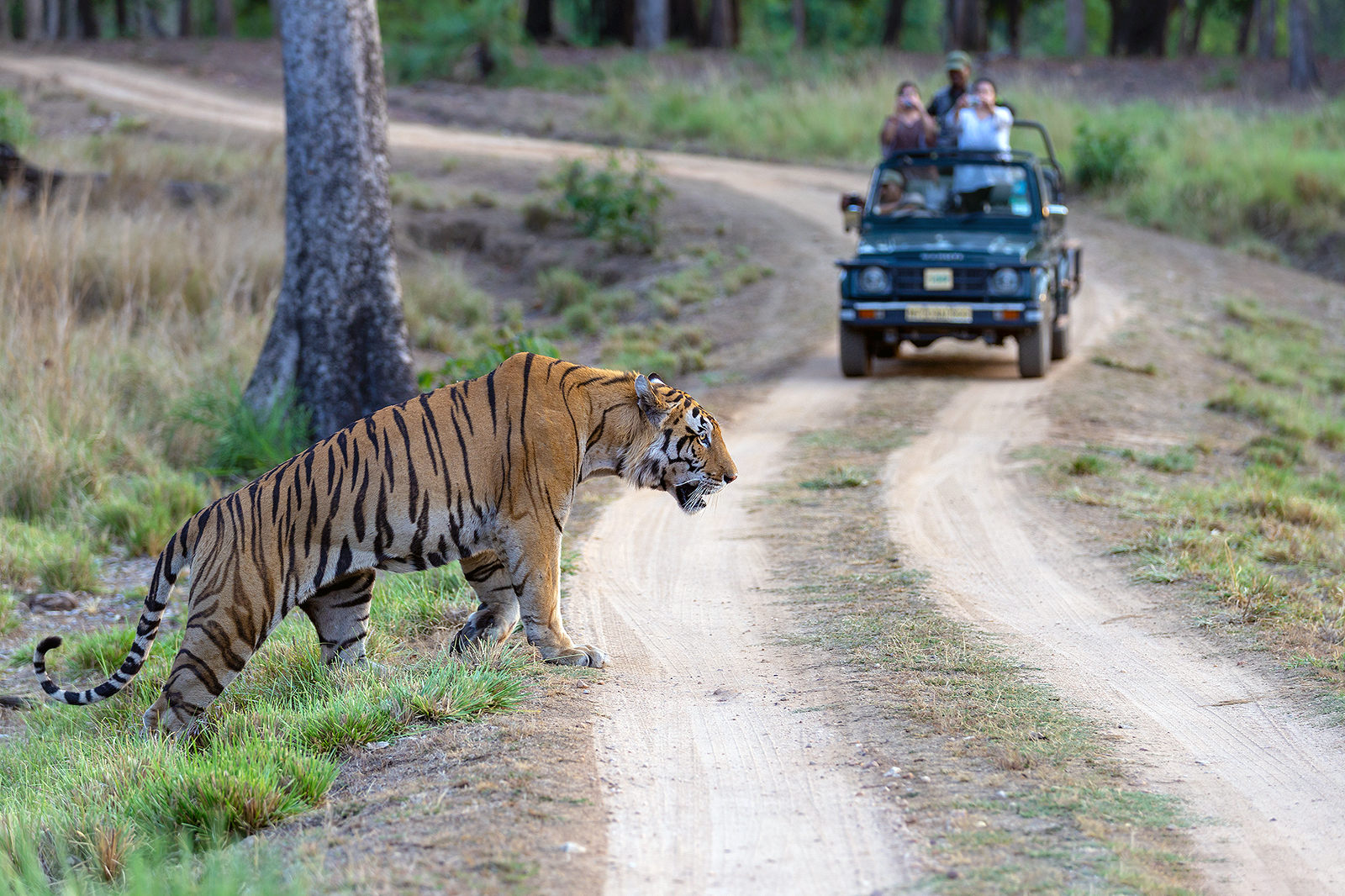 Jungle Safari