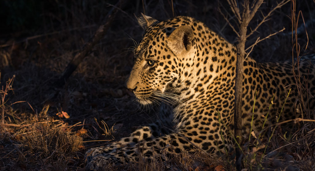 Night Safari